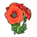 Beautiful Flower