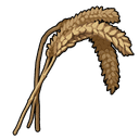 Wheat